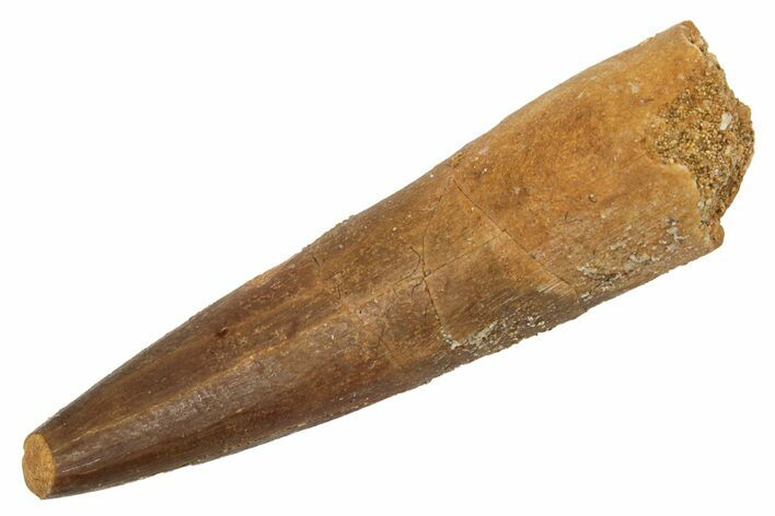 Fossil Plesiosaur (Zarafasaura) Tooth - Morocco #231092